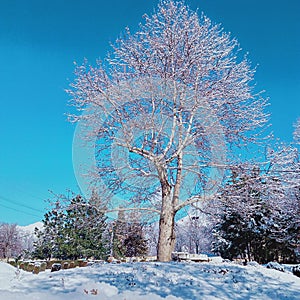 A beautiful chinar tree after snow fall