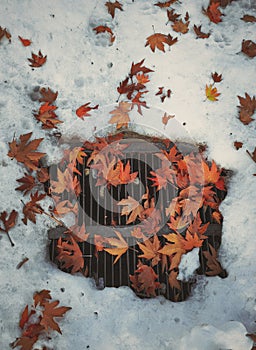 Beautiful Chinars Leafs on Snow