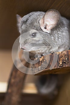 Beautiful chinchilla sitting on a wooden shelf in a cage, concept of pets life, furry rodents