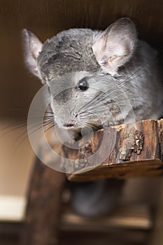 Beautiful chinchilla sitting on a wooden shelf in a cage, pet lifestyle, purebred rodents with velvet fur