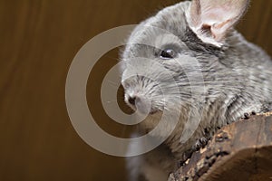 Beautiful chinchilla sitting on a wooden shelf in a cage, pet lifestyle, purebred rodents with velvet fur,bottom view