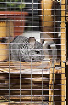 Beautiful chinchilla walking in cage apartment, pet life, fluffy thoroughbred rodent