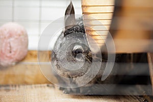 Beautiful chinchilla walking in cage apartment, pet life, fluffy thoroughbred rodent