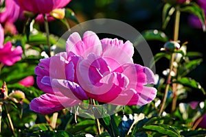 The beautiful Chinese herbaceous peony flower