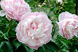 Beautiful chinese peony - Paeonia lactiflora `Shirley Temple`.