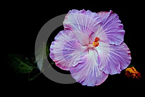 Beautiful chinese purple hibiscus flower