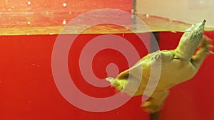 Beautiful chinese softshell turtle trionyx swimming in the zoo aquarium
