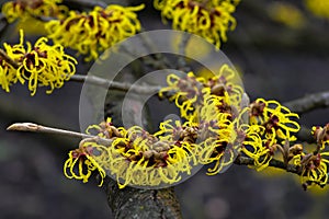 Beautiful Chinese Witch Hazel plant Hamamelis mollis. Delicate yellow blossoms on bare, leafless branches