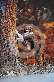 Beautiful chocolate border collie puppy put paws on a tree