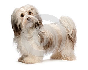 Beautiful chocolate Havanese dog