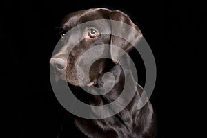 Beautiful Chocolate Lab on Black