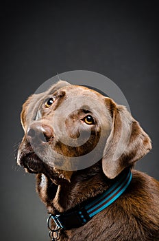 Beautiful chocolate lab