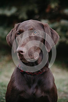 Medium Dog Portrait Black Lab