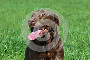 A beautiful chocolate labrador in a field on a summers day