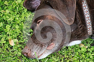 Beautiful Chocolate Labrador Retriever relaxing in fresh spring grass