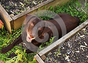 Beautiful Chocolate Labrador Retriever relaxing in garden amongst raised beds and dandelion patch