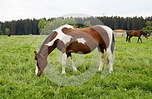 beautiful chocolate with white spots grazing stallion in the Bavarian village Birkach (Germany) photo