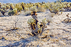 Beautiful Cholla Cactus Garden in Joshua Treer national park