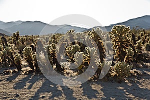 Beautiful Cholla Cactus Garden in Joshua Treer national park in