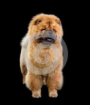 Beautiful chow-chow dog
