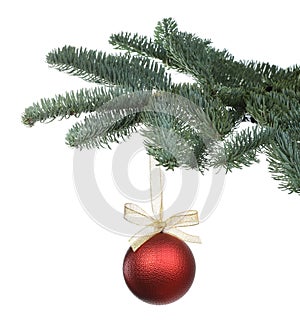 Beautiful Christmas ball hanging on fir tree branch against white background