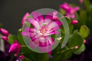 Beautiful Christmas cactus purple flowers