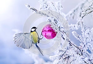 beautiful Christmas card bird tit on a branch of a festive spruce with shiny hoarfrost hanging on a New Year glass ball in the wi