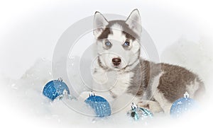 Beautiful Christmas Husky Puppy