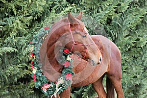 Beautiful christmas image of a chestnut saddle horse wearing a w