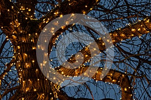 Beautiful Christmas lights around a tree branches against the light blue sky background in night