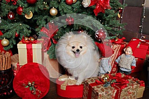 Christmas picture, symbol of the year 2018 dog