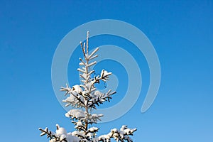 Beautiful Christmas tree covered with snow. Bottom view. Isolated against a blue sky. Close-up. Background. Landscape