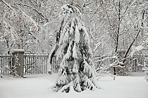 Beautiful Christmas tree or spruce, caved under the weight of snow