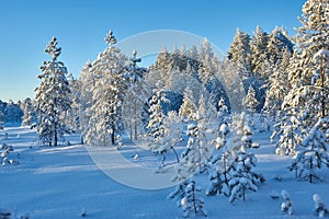 Beautiful Christmas Winter