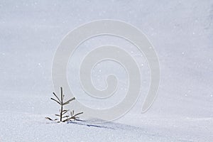 Beautiful Christmas winter landscape. Small young green tender fir tree spruce growing alone in deep snow on mountain slope on