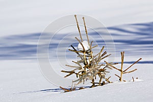 Beautiful Christmas winter landscape. Small young green tender fir tree spruce growing alone in deep snow on mountain slope on