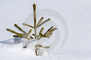 Beautiful Christmas winter landscape. Small young green tender fir tree spruce growing alone in deep snow on mountain slope on