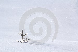 Beautiful Christmas winter landscape. Small young green tender fir tree spruce growing alone in deep snow on mountain slope on