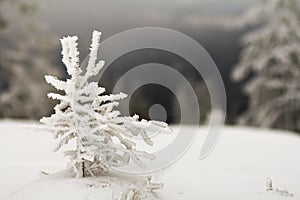 Beautiful Christmas winter landscape. Small young tender fir tree spruce covered with hoarfrost in deep snow on mountain slope on