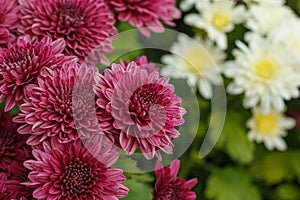 Beautiful chrysanthemum bushes yellow, red, white, pink, red colors