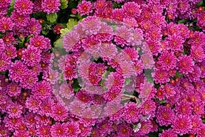 Beautiful chrysanthemum bushes yellow, red, white, pink, red colors