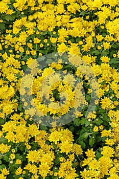 Beautiful chrysanthemum bushes yellow, red, white, pink, red colors