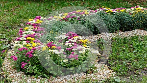 Beautiful chrysanthemum bushes yellow, red, white, pink, red colors