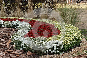 Beautiful chrysanthemum bushes yellow, red, white, pink, red colors