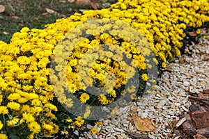 Beautiful chrysanthemum bushes yellow, red, white, pink, red colors