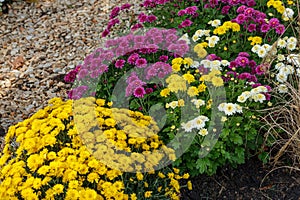 Beautiful chrysanthemum bushes yellow, red, white, pink, red colors