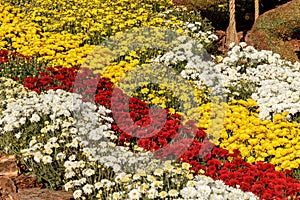 Beautiful chrysanthemum bushes yellow, red, white, pink, red colors