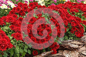 Beautiful chrysanthemum bushes yellow, red, white, pink, red colors