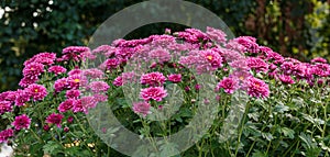 Beautiful chrysanthemum bushes yellow, red, white, pink, red colors