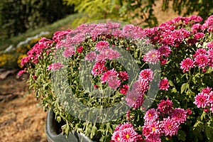 Beautiful chrysanthemum bushes yellow, red, white, pink, red colors